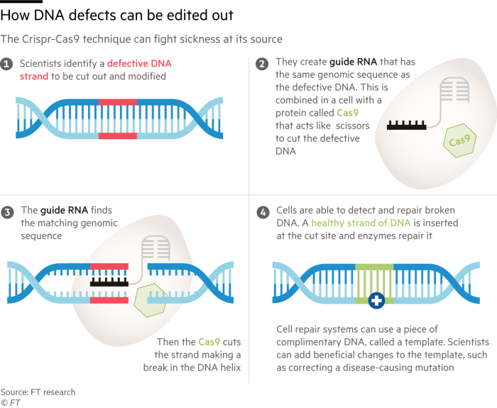 How DNA errors can be corrected.  Graphic explaining how the Crispr-Cas9 method can fight disease at its source 